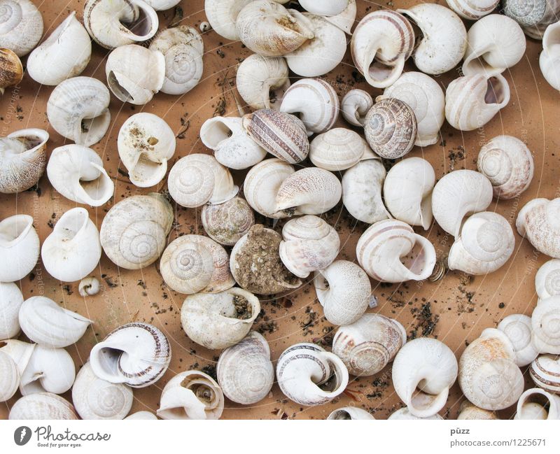 snail shells Vacation & Travel Tourism Summer Summer vacation Beach Ocean Environment Nature Animal Coast Mediterranean sea Wild animal Dead animal Snail White