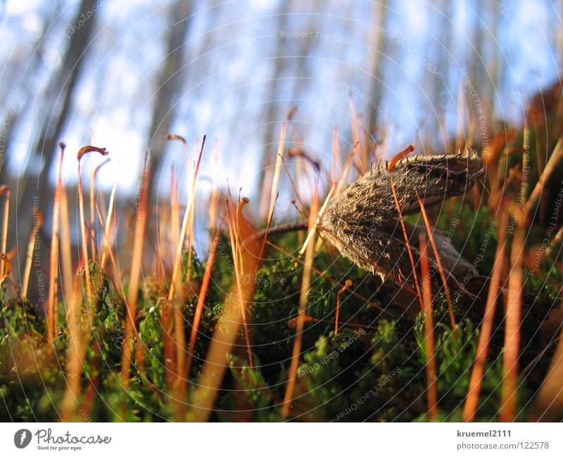 walk in the woods Tree Spring Green Forest Soft Stalk Beechnut Sky To go for a walk Paderborn district Haxtergrund Blur Sun Warmth