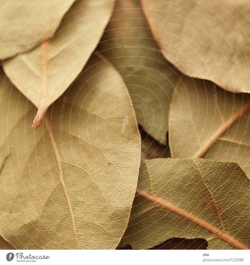 laurel leaf Delicious Herbs and spices Production Cooking Nutrition Sense of taste Refine Leaf Tree Olive Green Dry Bay leaf Macro (Extreme close-up) Close-up