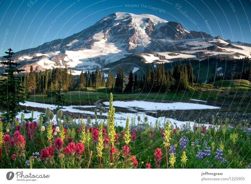 Summer Wildflowers on Paradise Ridge Environment Nature Landscape Plant Earth Air Sky Beautiful weather Meadow Mountain Mount Rainier Peak Snowcapped peak