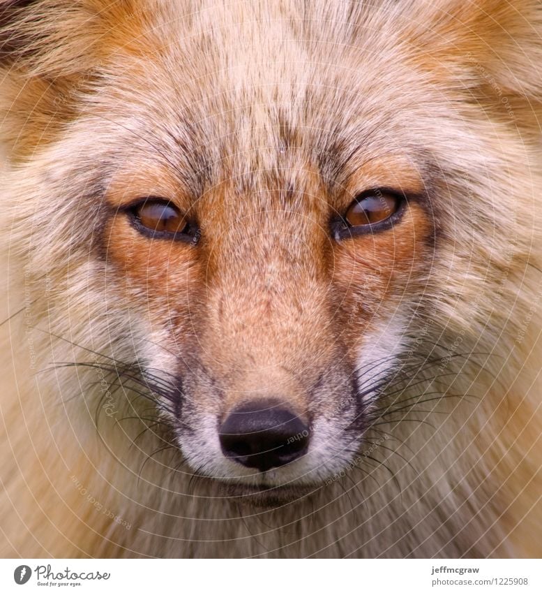 Foxy Environment Nature Animal 1 Listening Hunting Beautiful Cute Orange Black Watchfulness Wisdom Smart Curiosity wildlife Wild animal fur furry face eyes nose