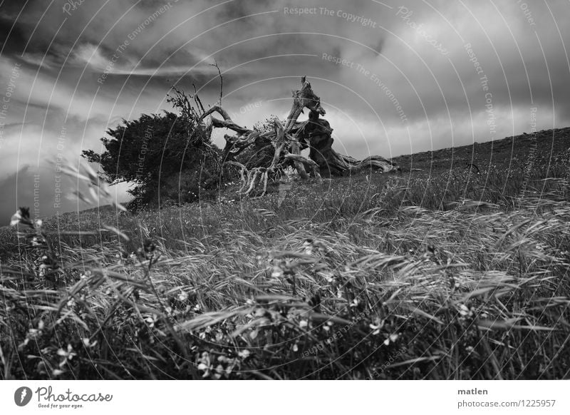 bride of the wind Landscape Plant Sky Clouds Horizon Weather Gale Tree Grass Bushes Wild plant Meadow Hill Natural Black White Wind Dynamics Blow Wind cripple