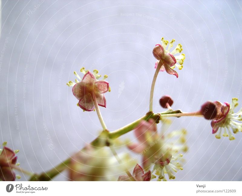 spring fever Blossom Plant Delicate Fragile Stalk Spring Life Pink Magic Nature Bud Smooth