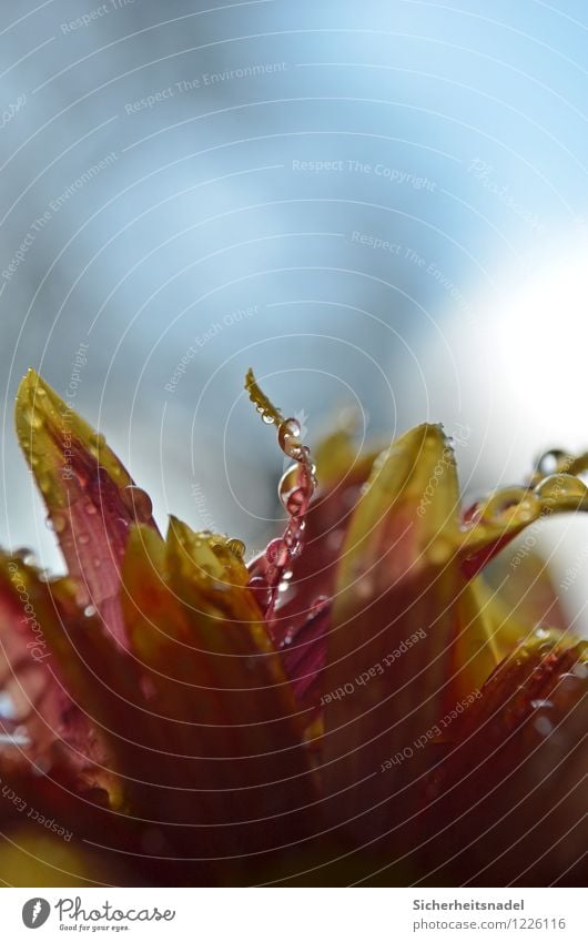 drops Nature Plant Water Rain Flower Wet Drop Drops of water Close-up Macro (Extreme close-up) Colour photo Copy Space top