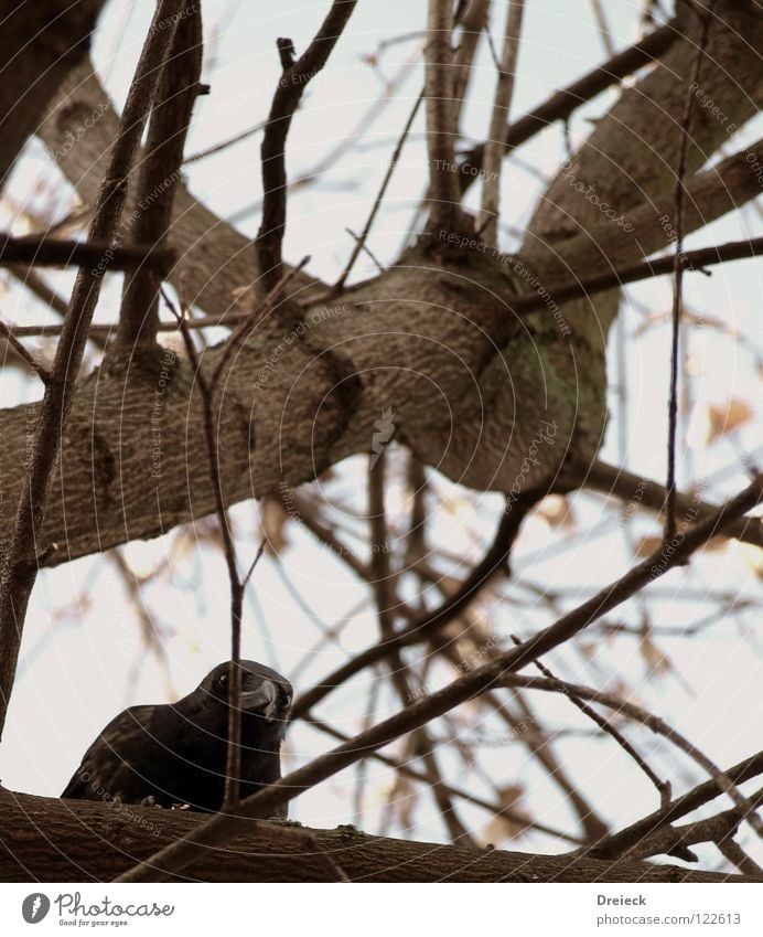 carrion crow II Bird Air Plumed Beak Black Dark Brown Animal Tree Bushes Leaf Treetop Crow Raven birds Scavenger Sky Flying Feather Beautiful weather Blue