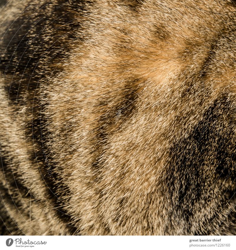 fur samples Animal Pet Cat Pelt 1 Brown Multicoloured Yellow Gold Black Colour photo Interior shot Close-up Detail Experimental Pattern Structures and shapes