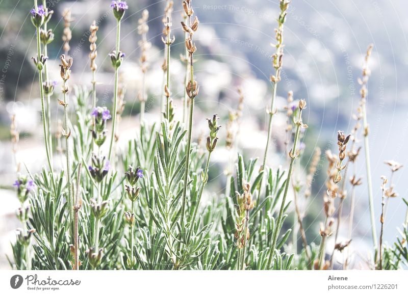 Lavender's Blue Plant Summer Beautiful weather Flower Italy Positano Blossoming Fragrance Healthy Bright Delicious Maritime Green White Authentic Wanderlust