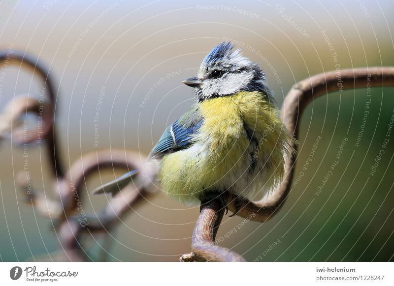 Blue Tit Animal Bird Wood Observe Sit Cute Yellow Black White Serene Calm Parus caeruleus Tit mouse Colour photo Exterior shot Close-up Copy Space top Day