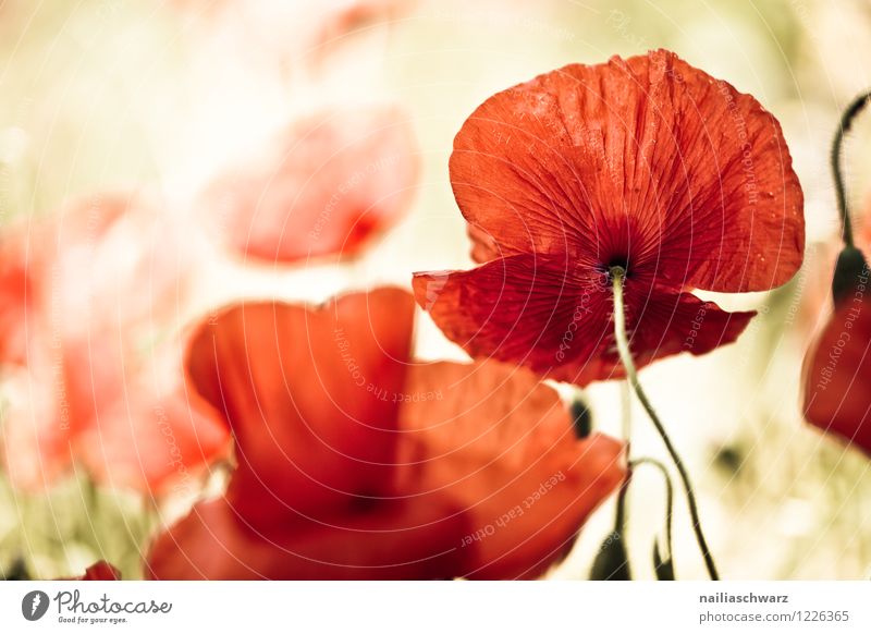 poppy meadow Summer Environment Nature Landscape Plant Spring Flower Wild plant Meadow Field Beautiful Many Red Peaceful Idyll Poppy Corn poppy Poppy field