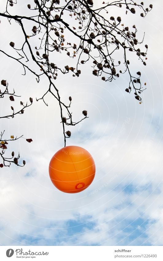 I'm out of place. Orange tree. Plant Tree Lampion Hallowe'en Branch Winter Autumn Sky Clouds Illuminate Lighting Exterior shot Deserted