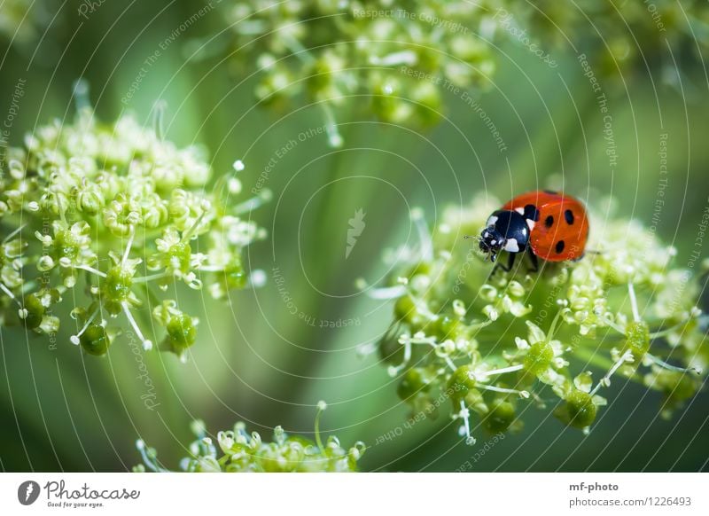 climber Animal Beetle Ladybird 1 Green Red Colour photo Multicoloured Exterior shot Macro (Extreme close-up) Deserted Day