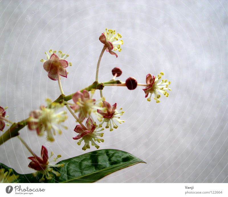 spring awakening Blossom Plant Delicate Fragile Stalk Spring Life Pink Macro (Extreme close-up) Close-up Magic Nature Bud Smooth