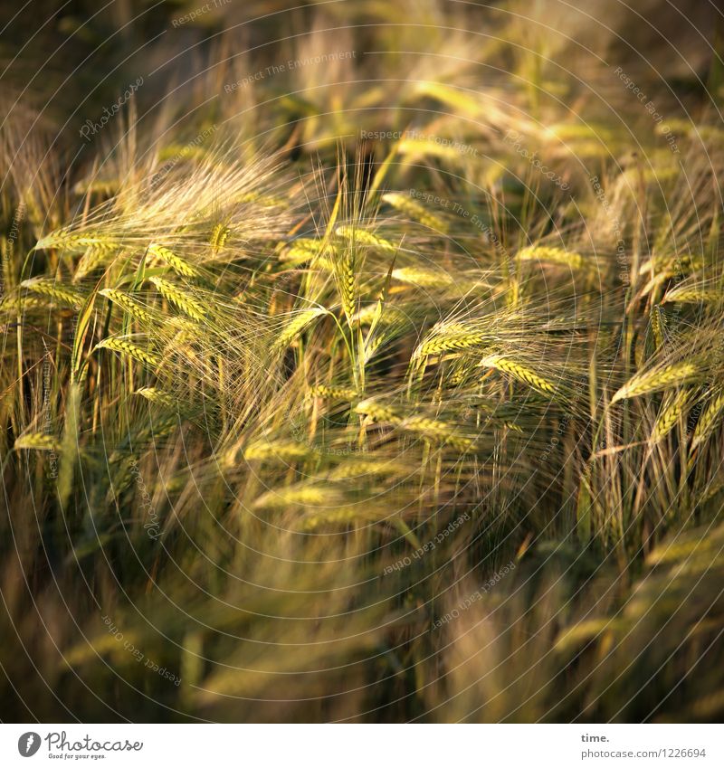 Spreedorado, schnapps in the water. Food Grain Thanksgiving Agriculture Forestry Environment Nature Landscape Plant Beautiful weather Agricultural crop Field