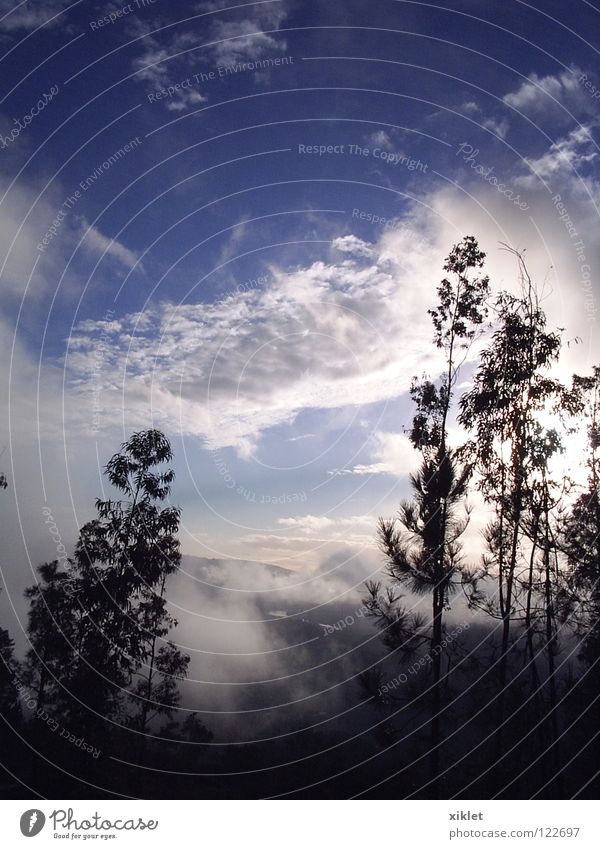 fog Sky Summer White Fog Clouds Pine Tree Mountain Blue Gray Contrast Landscape Portugal Nature Blue sky Sunlight Beautiful weather Shroud of fog Silhouette