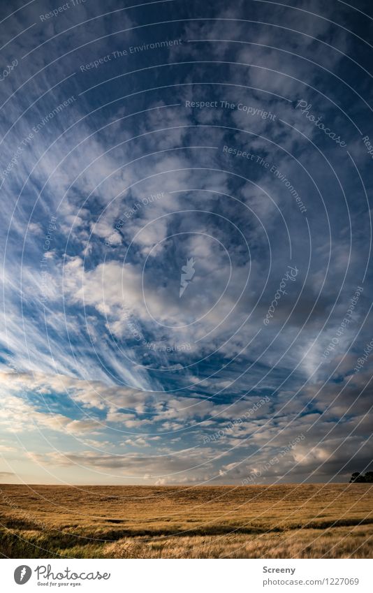 cornfield Agriculture Forestry Nature Landscape Plant Sky Clouds Spring Summer Beautiful weather Agricultural crop Wheat Field Blue Yellow Gold Calm Environment