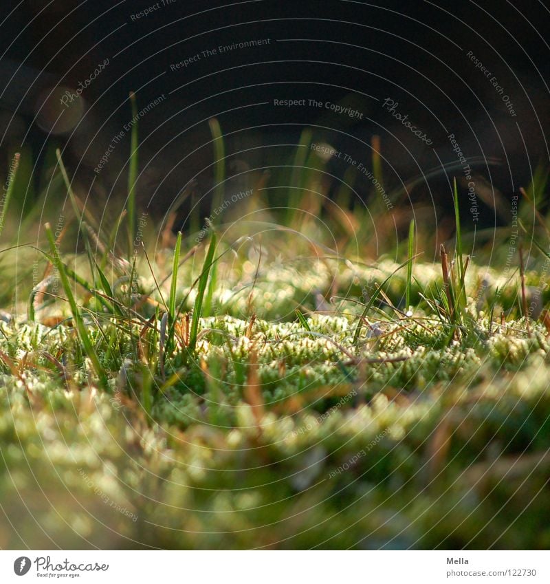 beetle perspective Grass Meadow Green Lighting Deep Under Worm's-eye view Ant Small Near Soft Fairy tale Magic Macro (Extreme close-up) Close-up Park