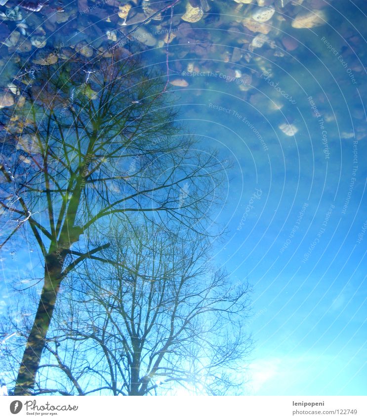 overturning Pond Lake Reflection Light Tree Winter Grow hazy Algae Opposite On the head Water Stone Sky Bright Sun Connect Treetop Autumn Leaf Cold Wet Lamp