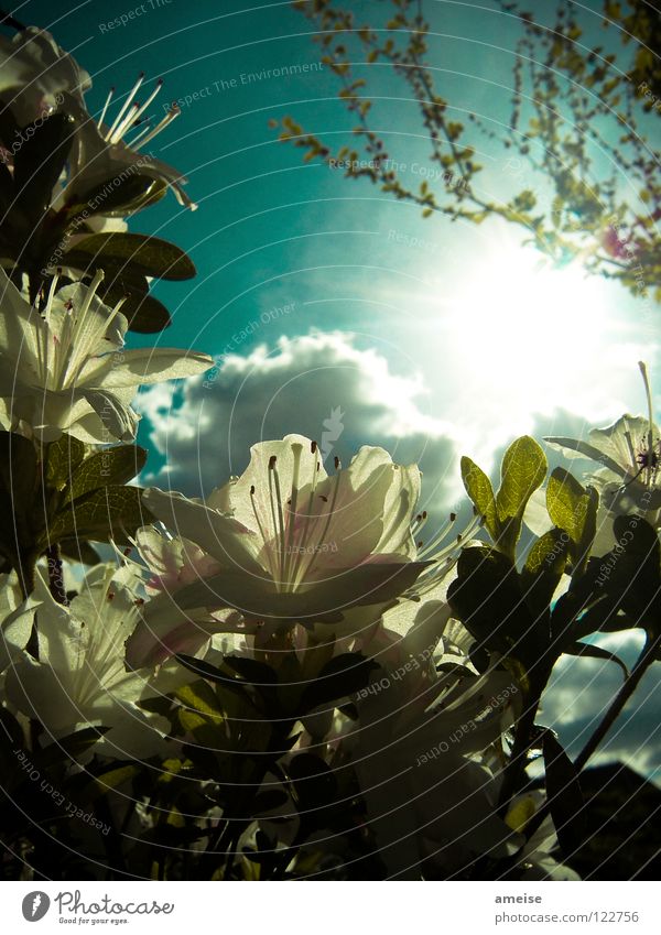 In the evening in the garden [pt. 1] Clouds Flower Summer Evening Sun Sunbeam Cold Blossom House (Residential Structure) Relaxation Closing time Longing