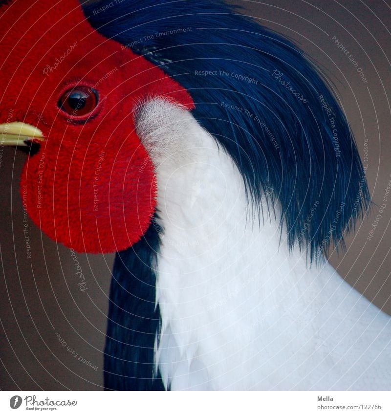 I'm looking you in the eye, baby. Pheasant Bird White Black Red Feather Beak Macro (Extreme close-up) Close-up Silver Pheasant Mask Looking Perspective Eyes