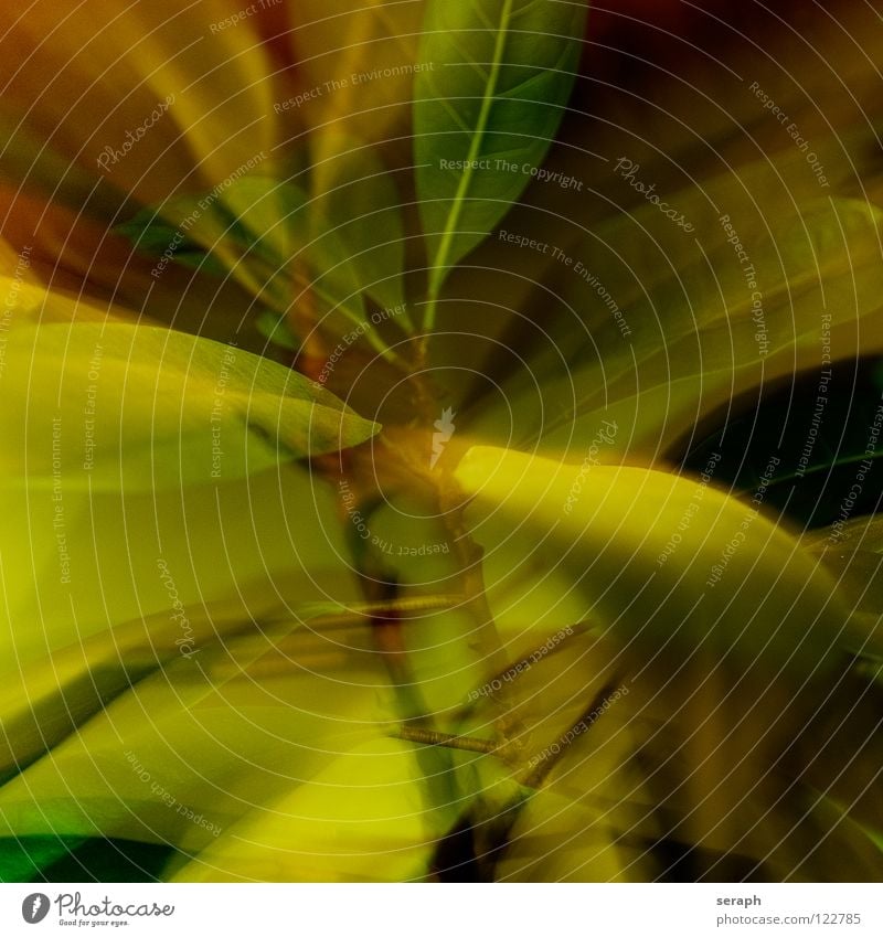 Blurry Plants Leaf Shallow depth of field Abstract Background picture Branch Twig ramified Branched Bushes Tree Stalk Green Nature Oval Structures and shapes