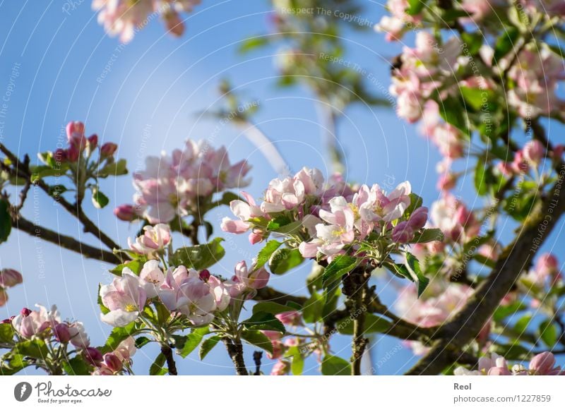 cherry blossoms Cherry Nature Plant Spring Beautiful weather Leaf Blossom Foliage plant Wild plant Cherry blossom Cherry tree Twigs and branches Garden Park