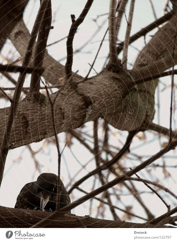 carrion crow IV Bird Air Plumed Beak Black Dark Brown Animal Tree Bushes Leaf Treetop Crow Raven birds Scavenger Sky Flying Feather Sun Beautiful weather Blue