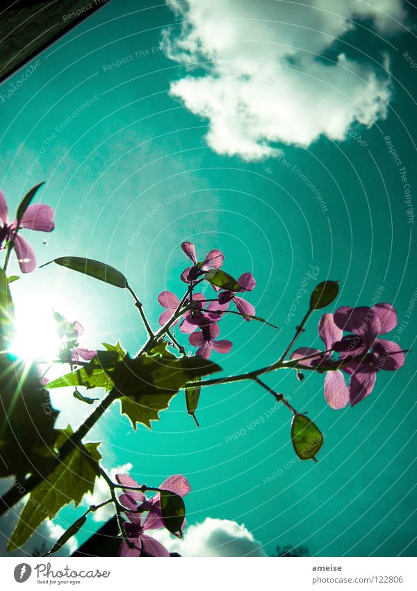 In the evening in the garden [pt. 5] Flower Blossom Clouds Sun Sunbeam Summer Dark Bad weather Turquoise Exterior shot Landscape Tree Garage Wall (building)