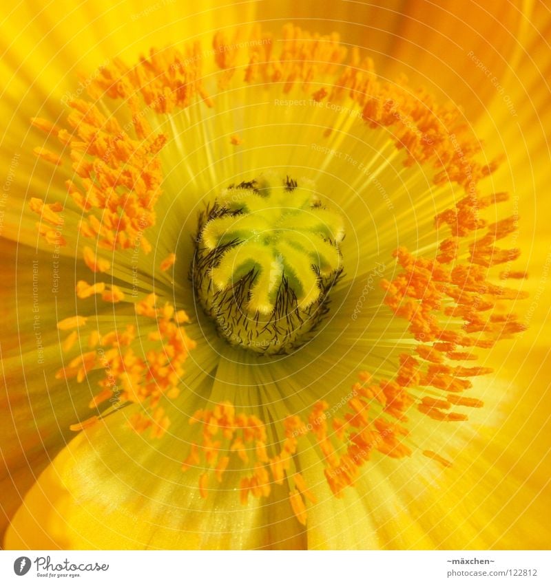 Papaver le premier Blossom Pollen Flower Bouquet Plant Spring Yellow Society Green Background picture June May Poppy Black Summer Stalk Dust Progress Foreground