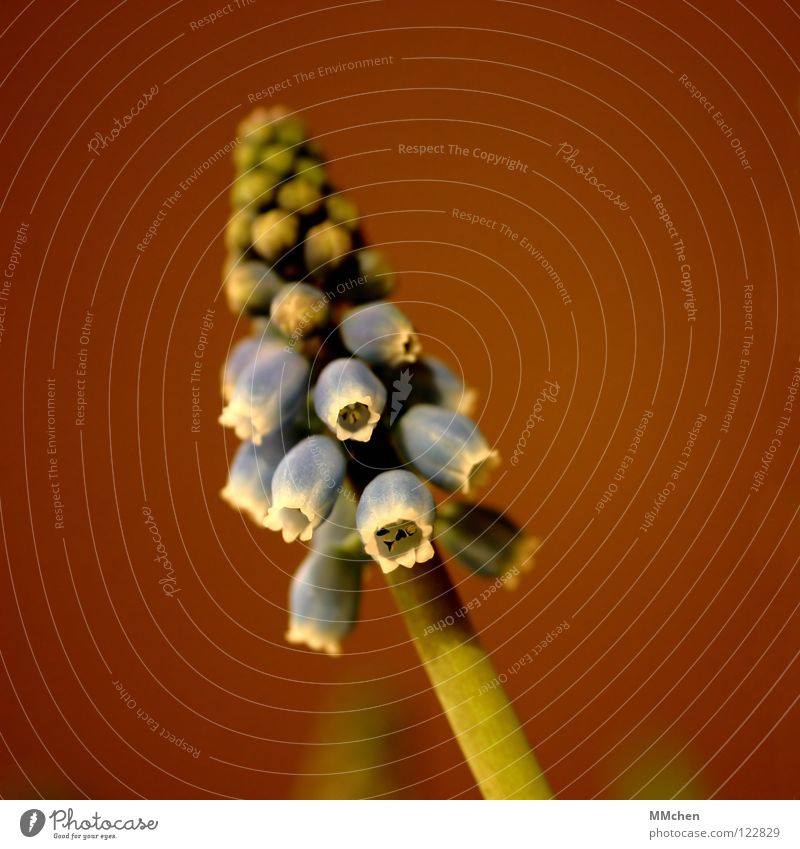 Muscari Flower Plant Stalk Blossom Violet Green Gray Brown Individual Hyacinthus Rock garden Botany Poison Vineyard Balcony Penumbra Macro (Extreme close-up)