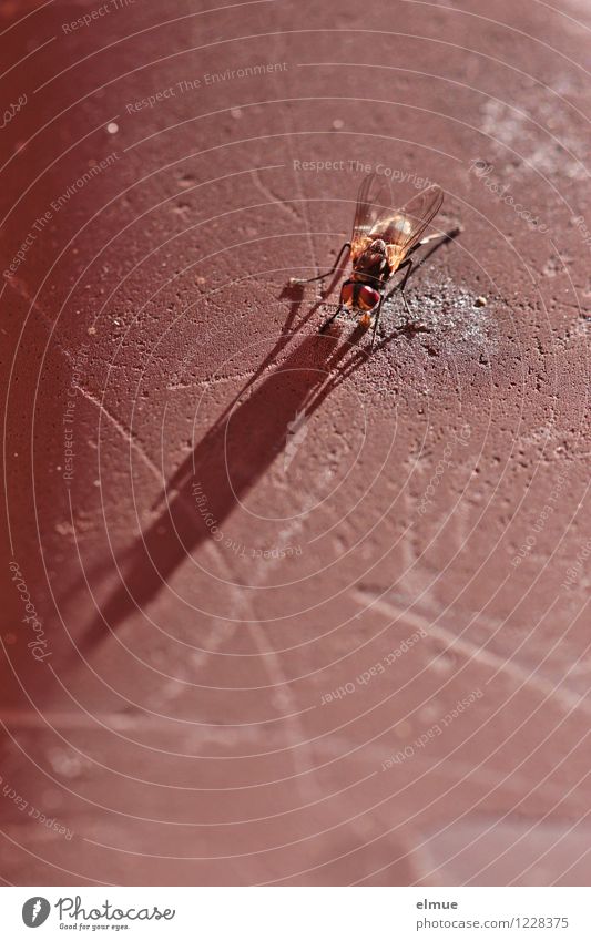 When I grow up ... Animal Fly Insect 1 Colossus Growth Deception To feed Gigantic Large Creepy Small Long Brown Power Brave Unwavering Voracious Excess Effort