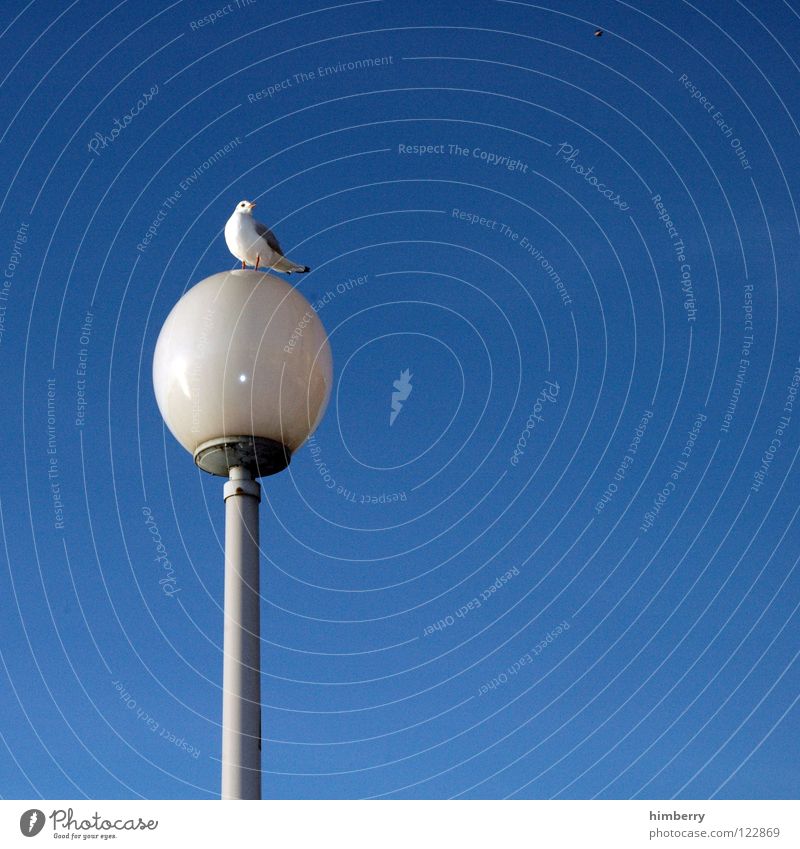 seagull good lantern good Bird Lamp Lantern Sky Blue Animal Avenue Looking Flying Free Freedom Vantage point Street lighting Promenade Coast Zoo Summer Glass