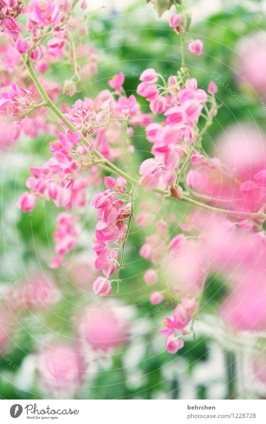 girl photo for john... Nature Plant Spring Summer Beautiful weather Leaf Blossom Blossoming Faded Growth Fragrance Exotic Kitsch Green Pink Twigs and branches