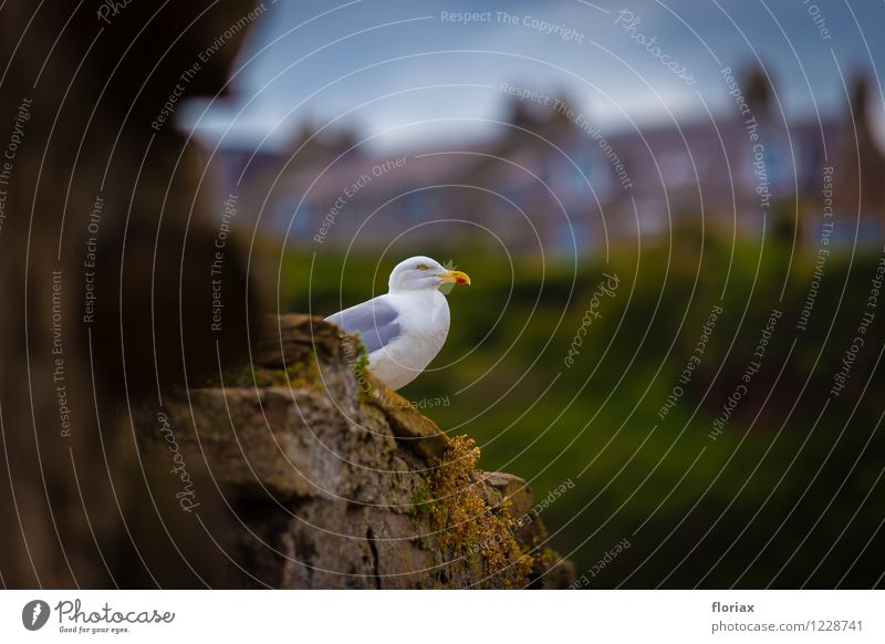 harbour gull Vacation & Travel Tourism Trip Adventure Far-off places Nature Animal crail Scotland Village Fishing village Wall (barrier) Wall (building)