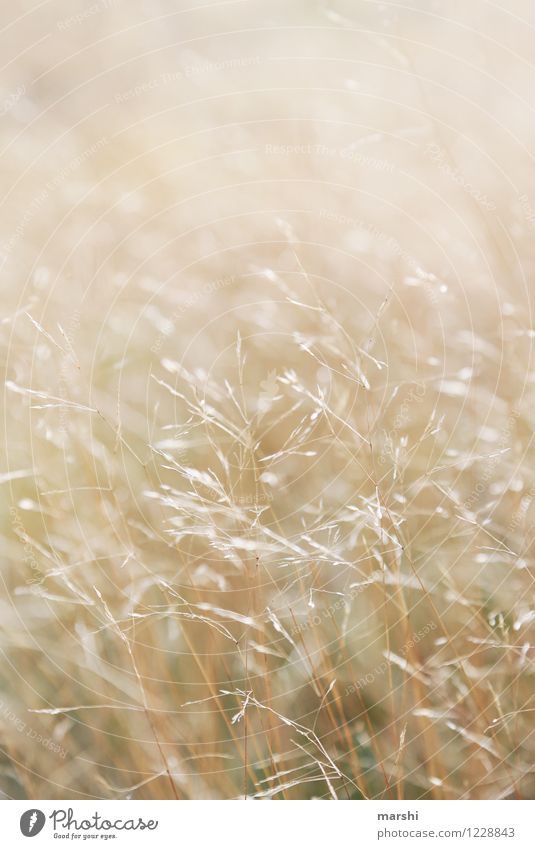 tickling grasses Nature Plant Park Meadow Moody Grass Gold Summery Smooth Soft Colour photo Exterior shot Close-up Detail Macro (Extreme close-up) Day