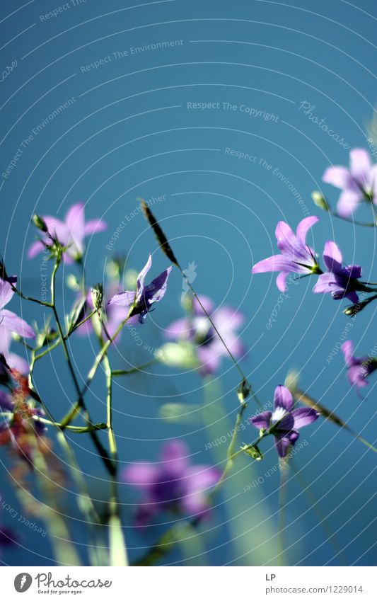 violet and blue Environment Nature Landscape Plant Elements Air Sky Cloudless sky Spring Summer Climate Beautiful weather Flower Leaf Blossom Wild plant