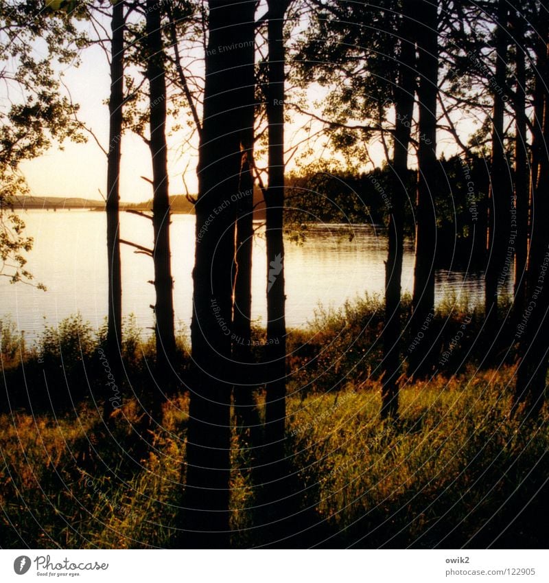 Luleå, Northern Sweden Calm Far-off places Summer Environment Nature Landscape Plant Water Horizon Beautiful weather Tree Forest Coast Bridge Wood Illuminate