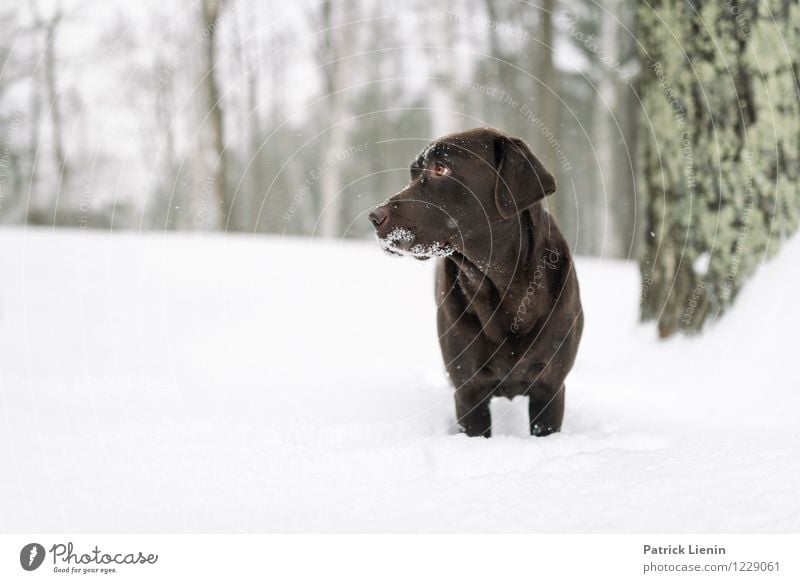 Deep in thought Environment Nature Elements Weather Snow Snowfall Tree Forest Animal Pet Dog Animal face 1 Exceptional Elegant Free Friendliness Uniqueness