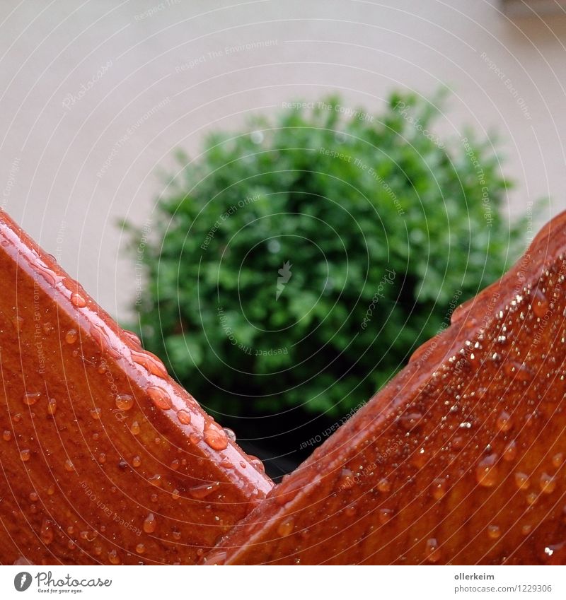 peephole Nature Drops of water Spring Summer Weather Bad weather Rain Plant Bushes Foliage plant Garden Fence Wet Brown Green Colour photo Exterior shot