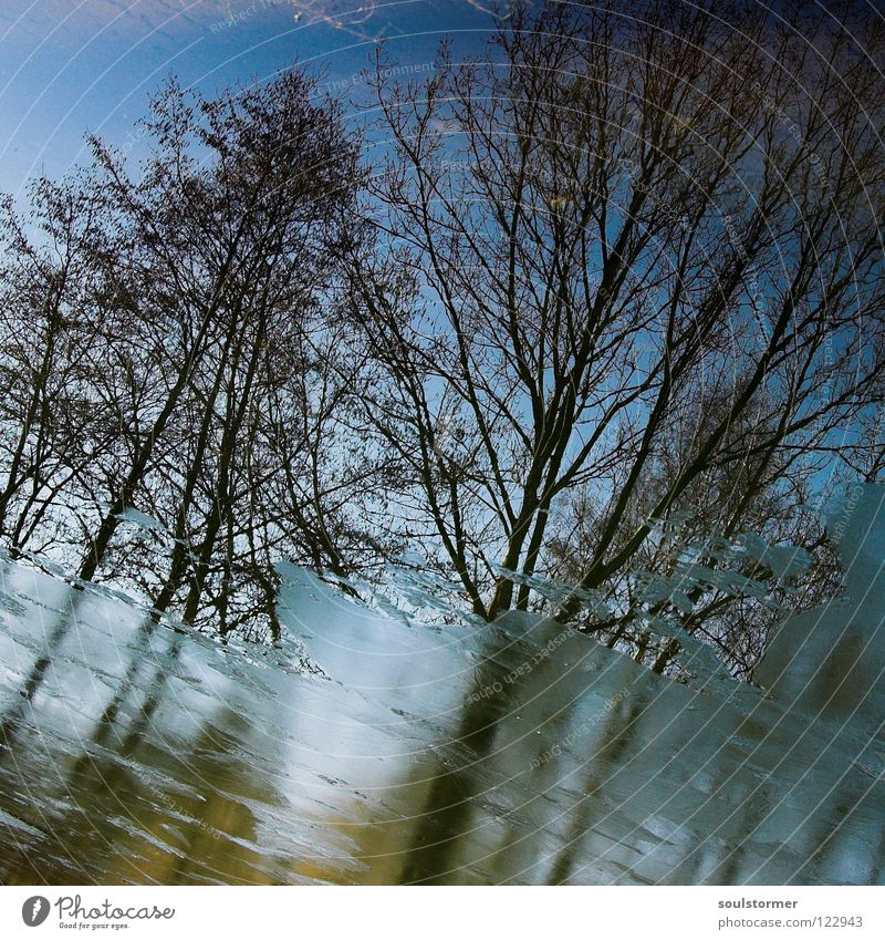 bottom view Tree Mirror Lake Spring Winter Cold Wet Disgust Reflection Brown Square Sky Water Ice Branch ihh Blue