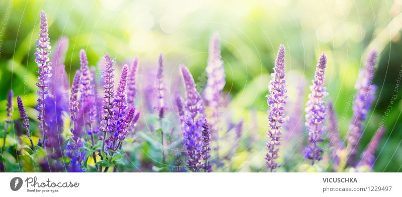 Flowering sage in the garden Design Summer Garden Nature Plant Sunlight Leaf Blossom Park Yellow Pink Background picture Ornamental Sage Website