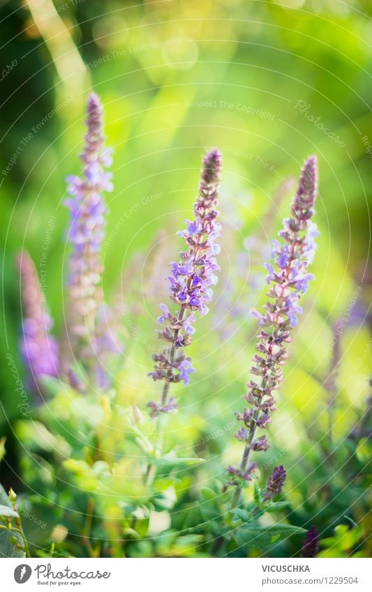 Sage flowers in green garden Lifestyle Design Alternative medicine Leisure and hobbies Summer Garden Nature Plant Autumn Beautiful weather Leaf Blossom Park