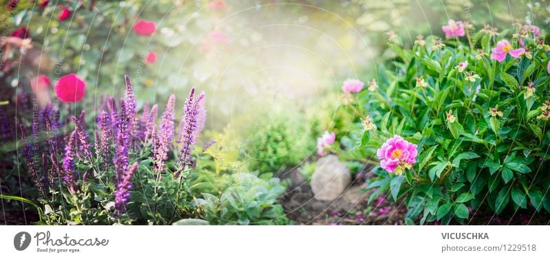 Summer Garden Banner with Peonies, Roses and Sage Nature Plant Sun Sunlight Spring Flower Grass Bushes Leaf Blossom Park Yellow Pink Design Style