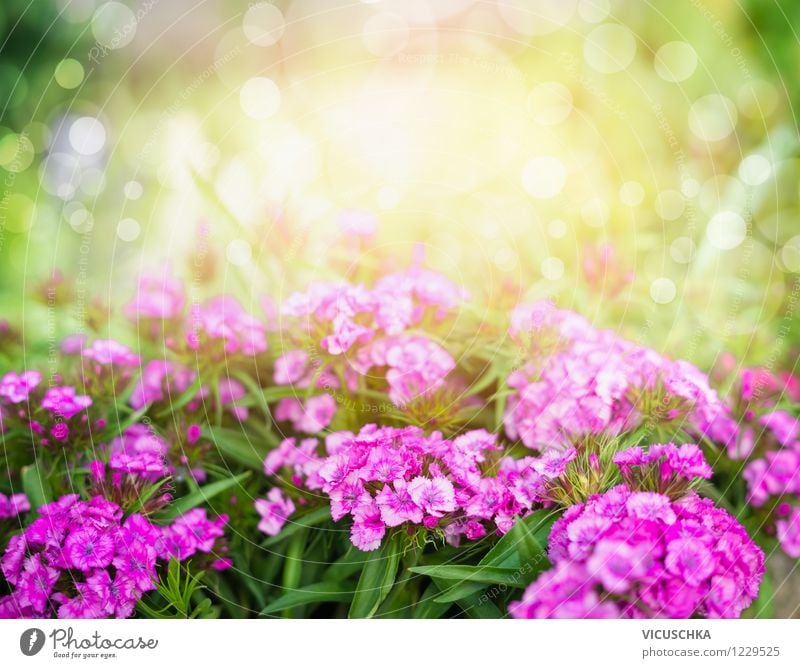 Carnation garden in sunshine Style Design Summer Garden Nature Plant Sunlight Spring Autumn Beautiful weather Flower Leaf Blossom Park Pink Fragrance