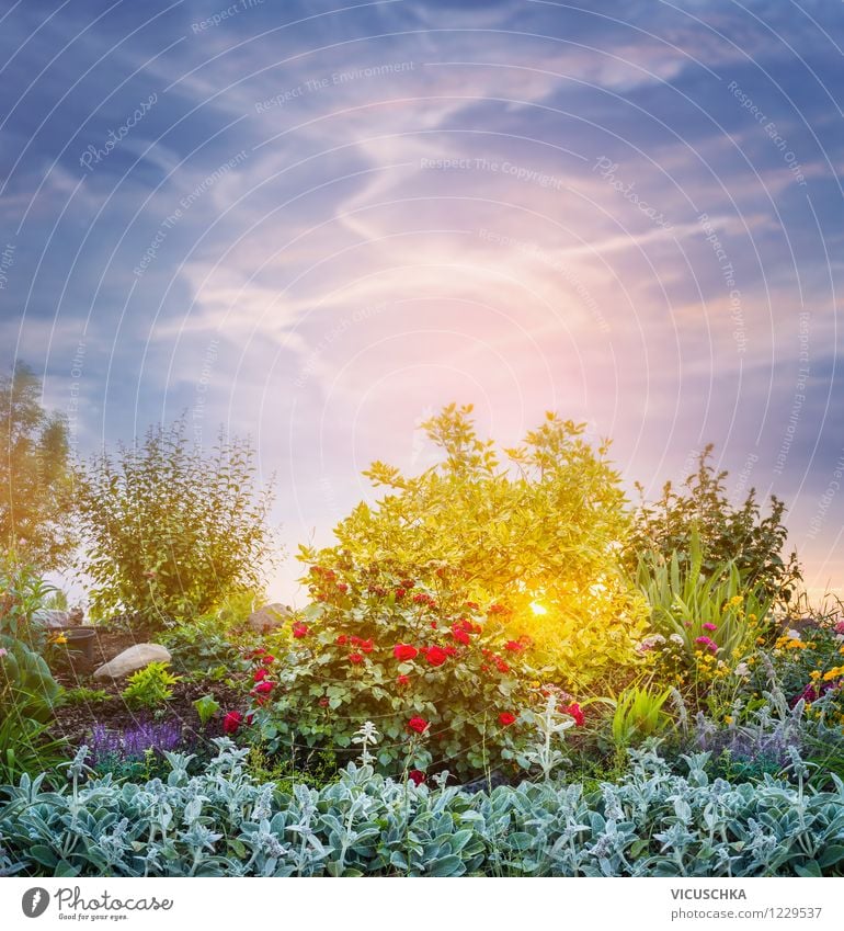 Sunset in the garden Design Summer Garden Nature Plant Sky Solar eclipse Sunrise Spring Autumn Beautiful weather Flower Bushes Rose Foliage plant Park Yellow