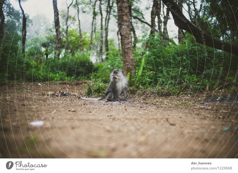 Monkey Island Bad weather Fog Virgin forest Animal Wild animal Monkeys 1 Movement Hang Crouch Athletic Free Rinjani Lombok Humanity Colour photo Multicoloured