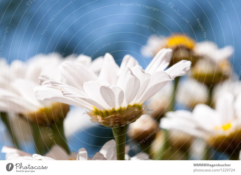 spring fever Summer Decoration Plant Flower Bouquet Fragrance Happiness Fresh Beautiful Blue Yellow Green White Joy Happy Marguerite Multicoloured Exterior shot