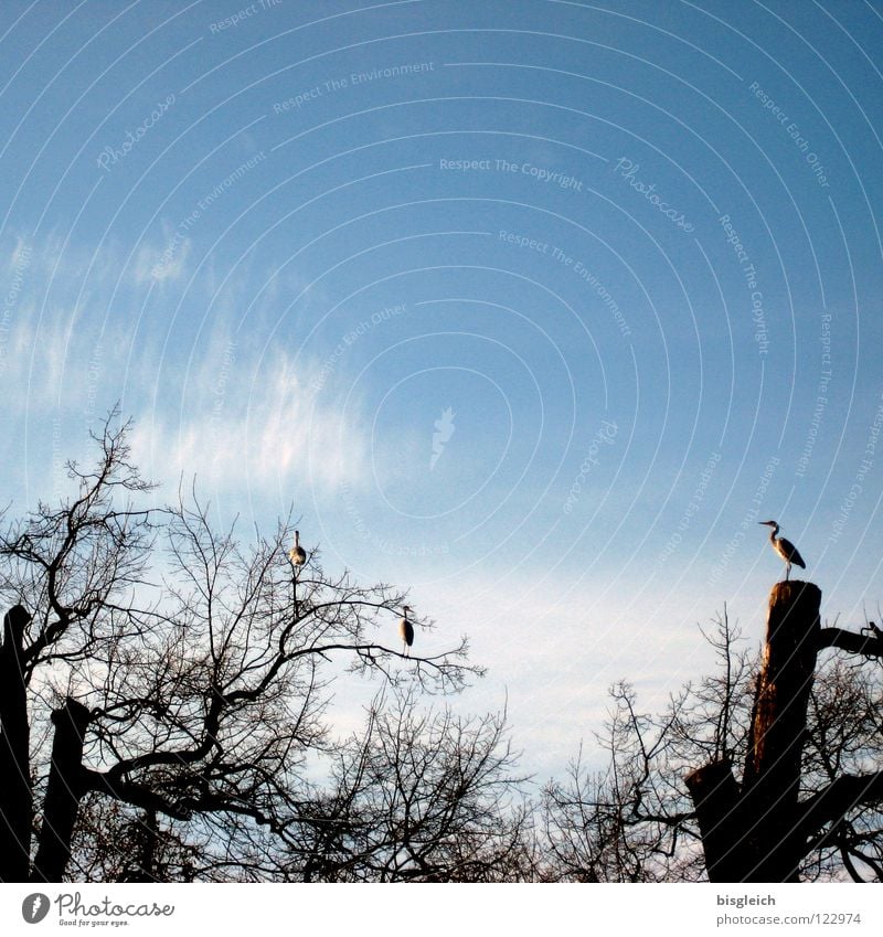 Guardian of the Day Colour photo Exterior shot Deserted Copy Space top Far-off places Sky Clouds Tree Animal Bird Stork 3 Blue Safety Watchfulness Heron Branch