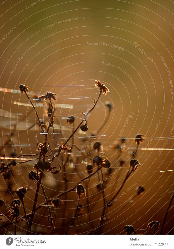 finely spun Spider Woven Fine Delicate Plant Blossom Dry Death Lighting Glimmer Glittering Back-light Winter Transience Past Macro (Extreme close-up) Close-up