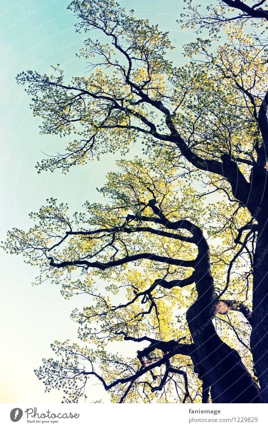 giant Nature Beautiful weather Garden Park Blue Brown Yellow Green Black Tree trunk Bright green Large Enormous Impressive Worm's-eye view Leaf canopy Treetop