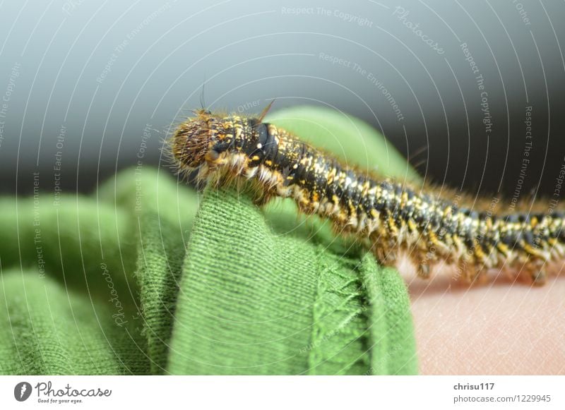 Hairy Crawler Nature Sun Beautiful weather Meadow Animal Wild animal Butterfly 1 Exceptional Exotic Green Caterpillar Colour photo Exterior shot Close-up